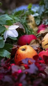 Preview wallpaper apples, fruits, fallen leaves, autumn