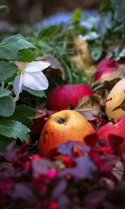 Preview wallpaper apples, fruits, fallen leaves, autumn