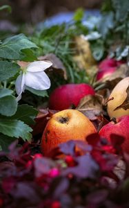 Preview wallpaper apples, fruits, fallen leaves, autumn