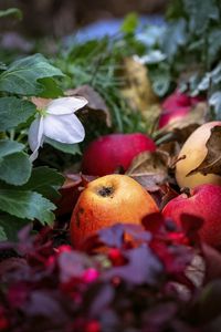 Preview wallpaper apples, fruits, fallen leaves, autumn