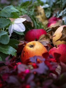 Preview wallpaper apples, fruits, fallen leaves, autumn