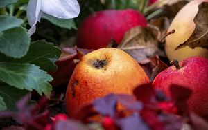 Preview wallpaper apples, fruits, fallen leaves, autumn