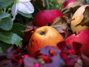 Preview wallpaper apples, fruits, fallen leaves, autumn