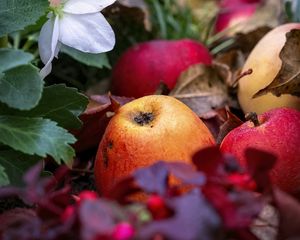 Preview wallpaper apples, fruits, fallen leaves, autumn