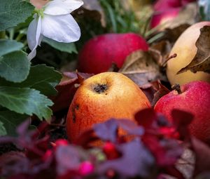 Preview wallpaper apples, fruits, fallen leaves, autumn