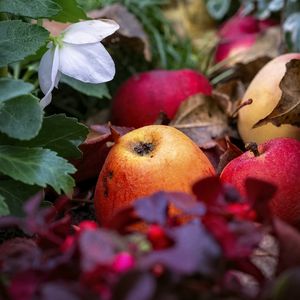 Preview wallpaper apples, fruits, fallen leaves, autumn