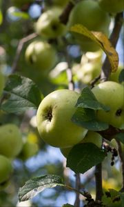 Preview wallpaper apples, fruits, leaves, garden