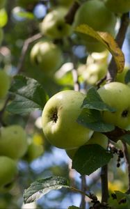 Preview wallpaper apples, fruits, leaves, garden