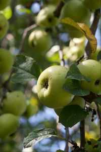 Preview wallpaper apples, fruits, leaves, garden