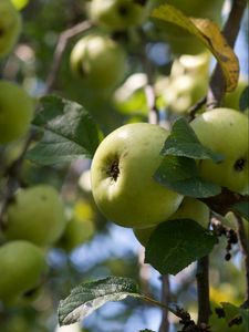 Preview wallpaper apples, fruits, leaves, garden