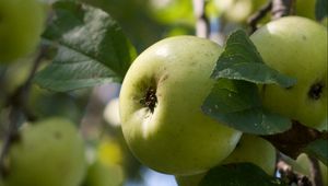 Preview wallpaper apples, fruits, leaves, garden