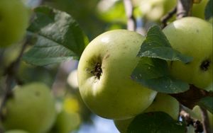 Preview wallpaper apples, fruits, leaves, garden