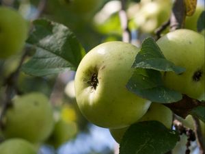 Preview wallpaper apples, fruits, leaves, garden