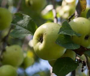 Preview wallpaper apples, fruits, leaves, garden