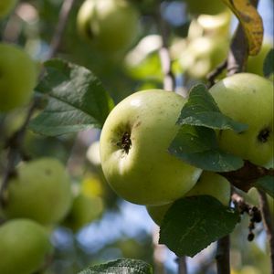 Preview wallpaper apples, fruits, leaves, garden