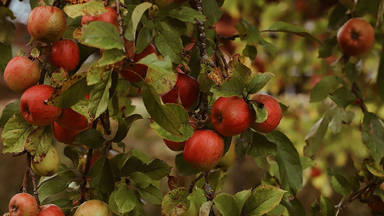 Wallpaper apples, garden, fruit, harvest, autumn