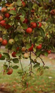 Preview wallpaper apples, garden, fruit, harvest, autumn