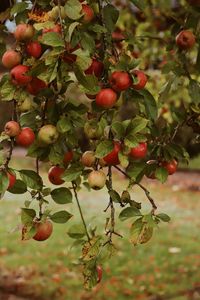 Preview wallpaper apples, garden, fruit, harvest, autumn