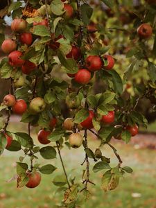 Preview wallpaper apples, garden, fruit, harvest, autumn