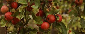 Preview wallpaper apples, garden, fruit, harvest, autumn