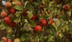 Preview wallpaper apples, garden, fruit, harvest, autumn