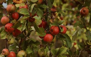 Preview wallpaper apples, garden, fruit, harvest, autumn