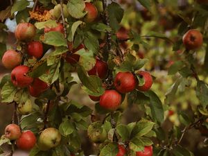 Preview wallpaper apples, garden, fruit, harvest, autumn