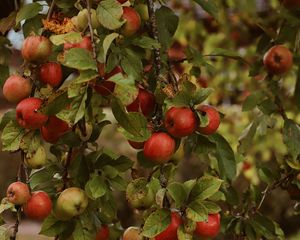 Preview wallpaper apples, garden, fruit, harvest, autumn