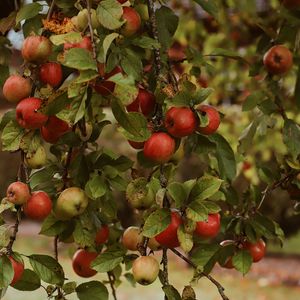 Preview wallpaper apples, garden, fruit, harvest, autumn