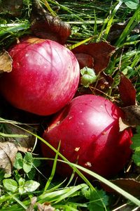 Preview wallpaper apples, grass, autumn