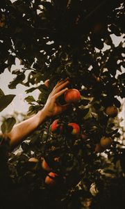 Preview wallpaper apples, hand, branches, tree, apple tree
