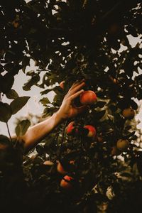 Preview wallpaper apples, hand, branches, tree, apple tree