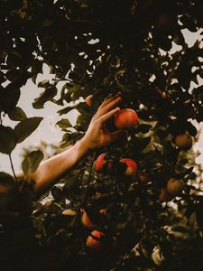 Preview wallpaper apples, hand, branches, tree, apple tree