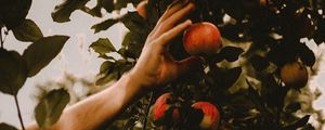 Preview wallpaper apples, hand, branches, tree, apple tree