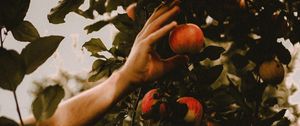 Preview wallpaper apples, hand, branches, tree, apple tree