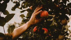 Preview wallpaper apples, hand, branches, tree, apple tree