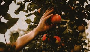 Preview wallpaper apples, hand, branches, tree, apple tree