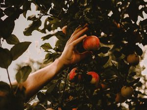 Preview wallpaper apples, hand, branches, tree, apple tree