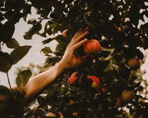 Preview wallpaper apples, hand, branches, tree, apple tree