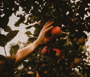 Preview wallpaper apples, hand, branches, tree, apple tree