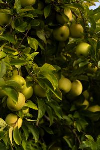 Preview wallpaper apples, leaves, branches, green, fruits