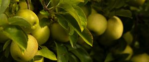 Preview wallpaper apples, leaves, branches, green, fruits