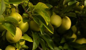 Preview wallpaper apples, leaves, branches, green, fruits