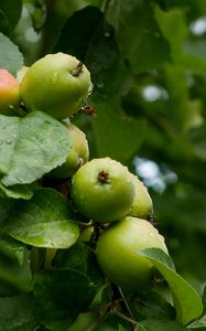 Preview wallpaper apples, leaves, drops, macro, green