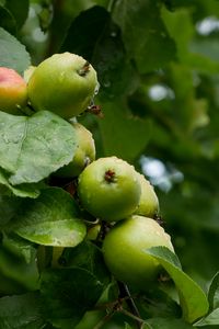 Preview wallpaper apples, leaves, drops, macro, green