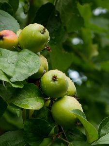 Preview wallpaper apples, leaves, drops, macro, green