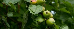 Preview wallpaper apples, leaves, drops, macro, green