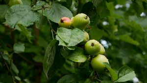Preview wallpaper apples, leaves, drops, macro, green