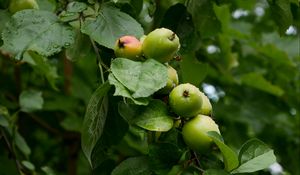 Preview wallpaper apples, leaves, drops, macro, green