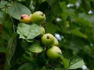 Preview wallpaper apples, leaves, drops, macro, green